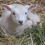 ashleys meadow lamb