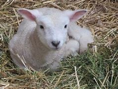 ashleys meadow lamb