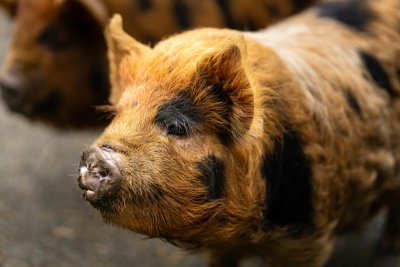 harley-lin-jIy03VkTiwE-unsplash